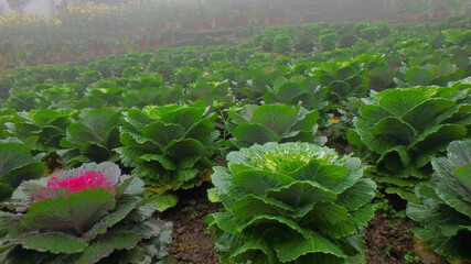 Winter green vegetables