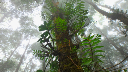tree in the winter forest