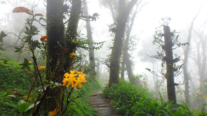 tree in the winter forest