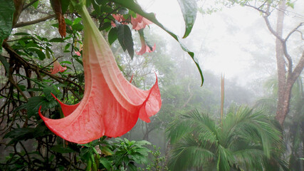 red flower in the garden