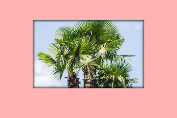 creative abstract palm tree image, cut out hole in the pastel color surface