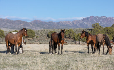 Obraz premium Herd of Wild Horses in the Utah Desert