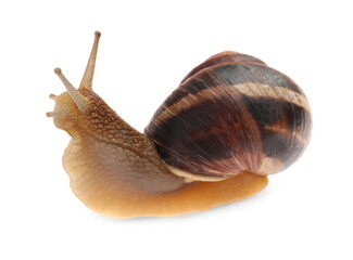 Common garden snail crawling on white background