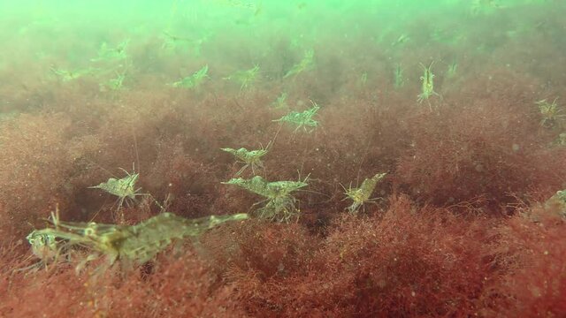 Large accumulation of Baltic prawn (Palaemon adspersus) on red algae covering the seabed.