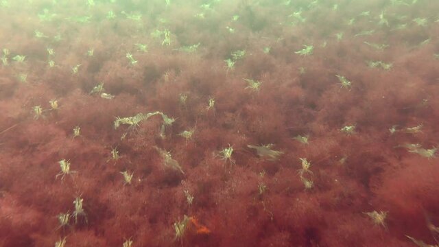 The camera follows along the bottom covered with red algae on which there is a large accumulation of Baltic prawn (Palaemon adspersus).