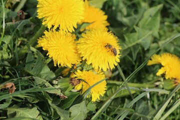 Biene auf einem Löwenzahn
