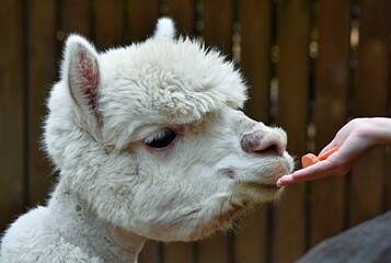 alpaca hand-fed zoo visitors on a summer