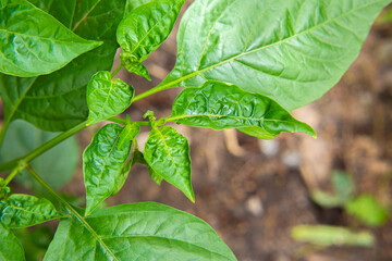 Chilli pepper growing in nature on the chili plant tree or bush
