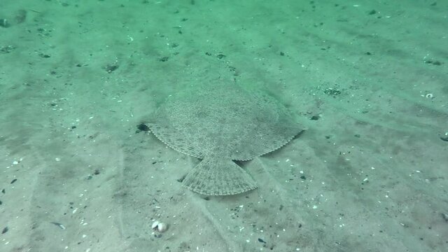 European turbot (Scophthalmus maximus) swims over a sandy bottom.