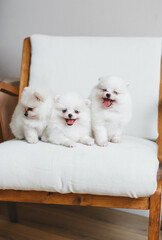 Three white cute pomeranian puppies in soft armchair. Closeup