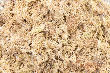 Pile of dry sphagnum moss isolated on white
 - obrazy, fototapety, plakaty