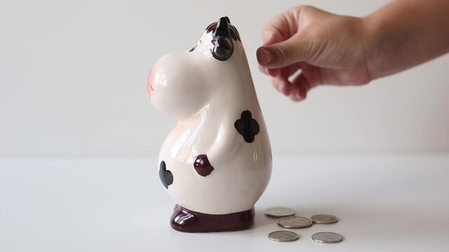 The Hand Throws Coins Into The Piggy Bank. Ceramic Piggy Bank Cow For Storing Money. Investment And Capital Preservation Concept.