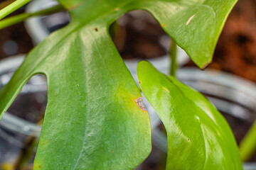 A partly sun scorched leaf
