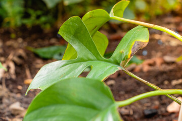 A partly sun scorched leaf
