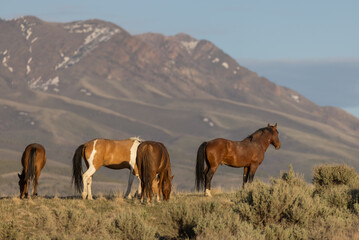 Fototapeta premium Herd of Wild Horses in the Utah Desert