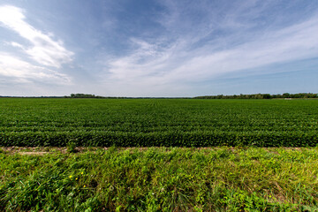 Fototapeta na wymiar Soybean field in the Richelieu valley in Quebec