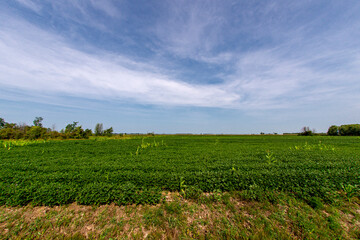 Obraz premium Soybean field with some corn shoots in southern Quebec