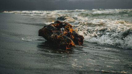 The Tree Log On The Beach
