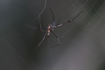Male of the orb-web spider Trichonephila clavipes