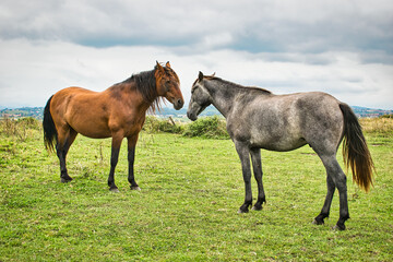 Dos caballos mir&aacute;ndose en un verde prado junto a la costa quebrada de Cantabria, Espa&ntilde;a