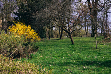 early autumn September season bare branches park outdoor scenic view
