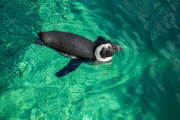 The Humboldt penguin swimming into the water. Top view