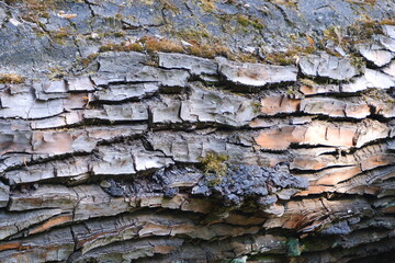 Tree bark texture. Suitable for backgrounds.