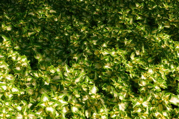 The sun's rays fall on the plants. Nature.