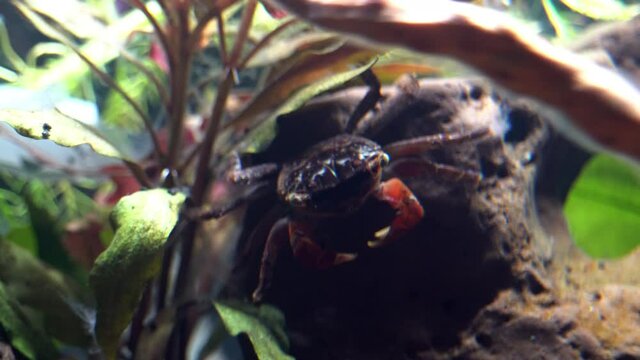 Red claw crab rests on rock underwater.