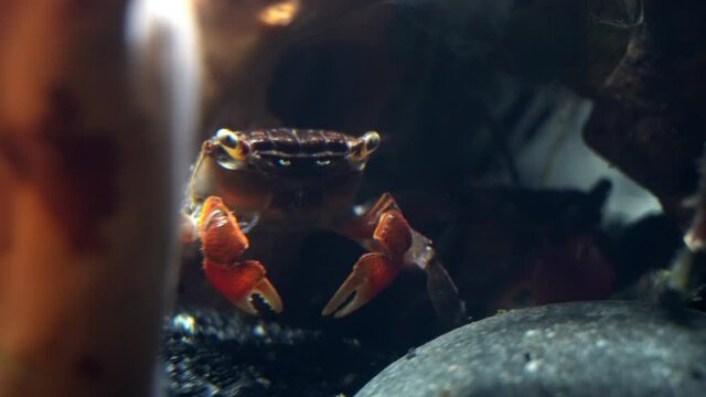 Red claw crabs hiding amidst underwater rocks.