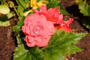 A pink flower with a dew drop grows in the sun.