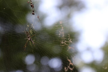 Orb-web spiders Trichonephila clavipes