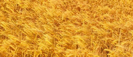 Reifes goldenes Gerstenfeld Nahaufnahme