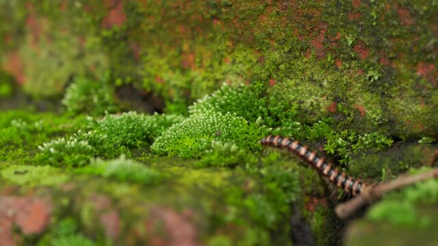 Little horse land on green moss in the wild