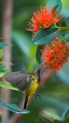 Beautifull moving of Olive-backed sunbird.