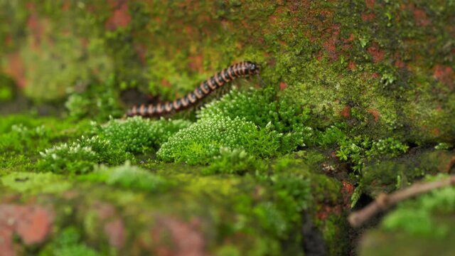 Little horse land on green moss in the wild