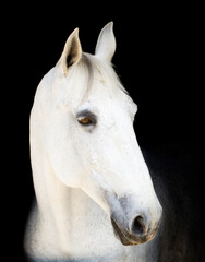 white and gray horse over black background