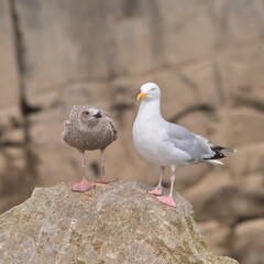 Female gull and young fledgling