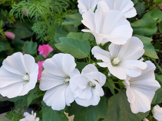 white lavatera