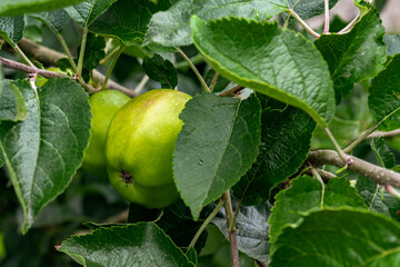 Green apple on a tree close up