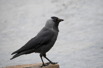 western jackdaw Corvus monedula in Zweden