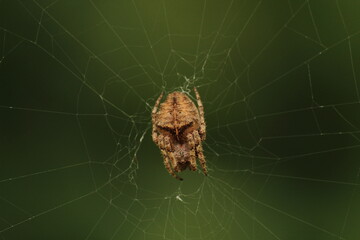 spider on the web