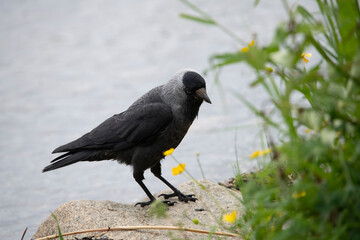 western jackdaw Corvus monedula in Zweden