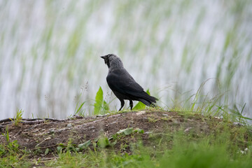 western jackdaw Corvus monedula in Zweden