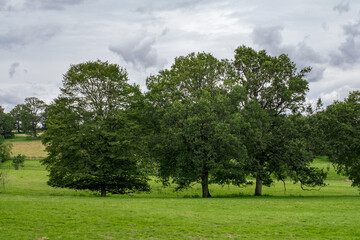 Fototapeta na wymiar three trees in green field