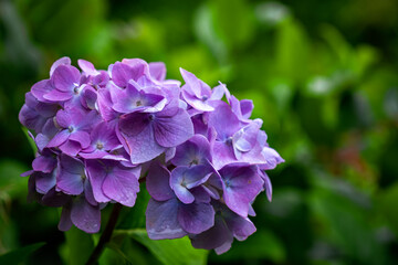 purple Hydrangea
