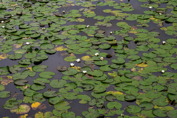 lilly pads on water