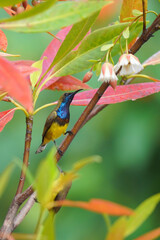 Olive-backed sunbird with Ka Ding Nang Fha flower.