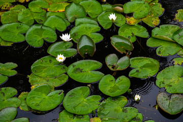 lilly pads on water