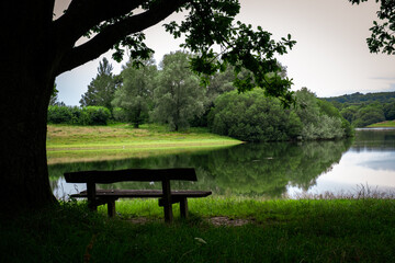 bench beneath tree at lakeside